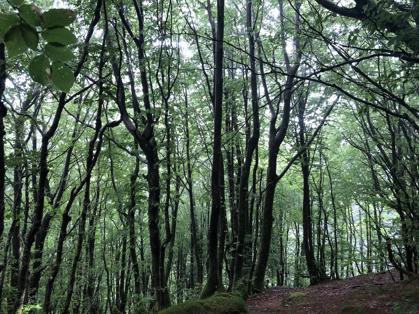 Fotos: Irukurutzeta, envuelta en un manto blanco