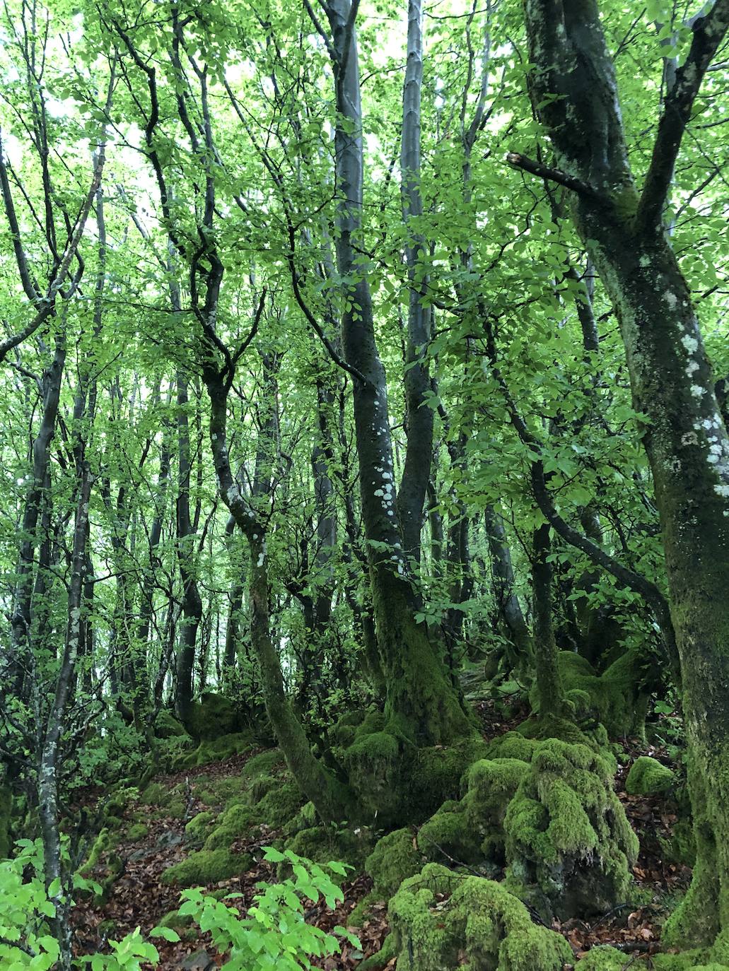 Fotos: Irukurutzeta, envuelta en un manto blanco