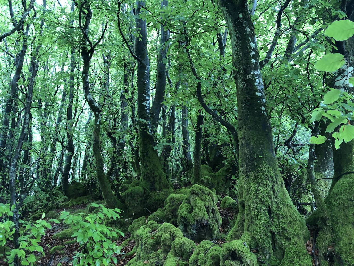 Fotos: Irukurutzeta, envuelta en un manto blanco