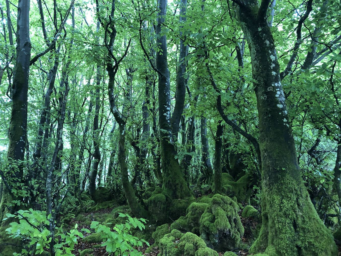 Fotos: Irukurutzeta, envuelta en un manto blanco