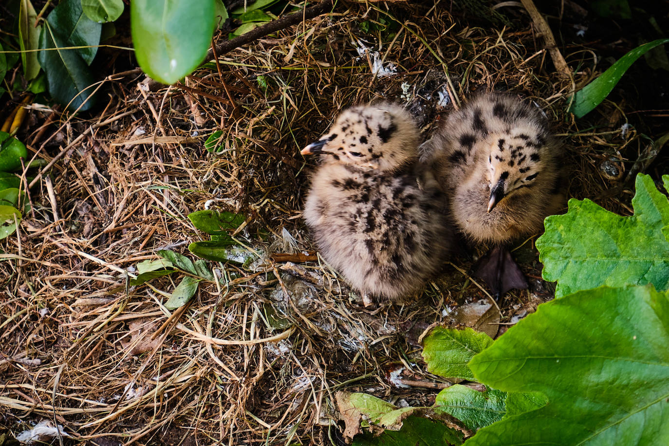 Fotos: Hondalea &#039;emerge&#039; de nuevo en la isla de Santa Clara