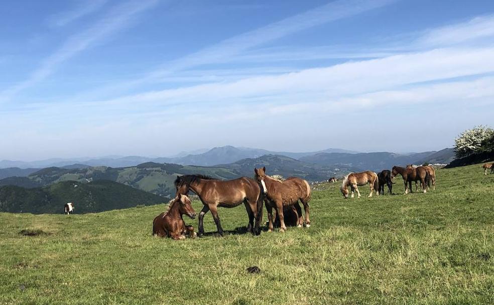 Grupo de yeguas con sus potros pastando y descansando muy cerca de la cima de Kornieta. Las vistas, espectaculares. 