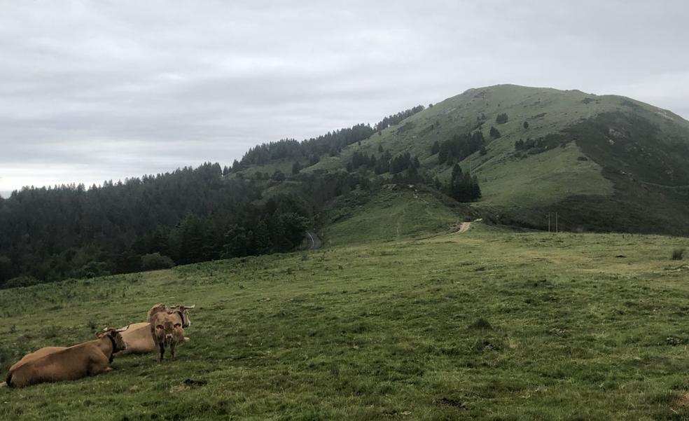 Un ternero posa para nuestra cámara mientras su madre lo observa. Al fondo, la cima de Munagirre