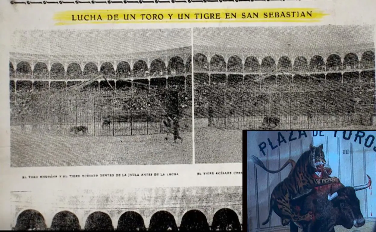 Cuarto milenio' recuerda la lucha entre un toro y un tigre en Donostia que  acabó en tragedia | El Diario Vasco