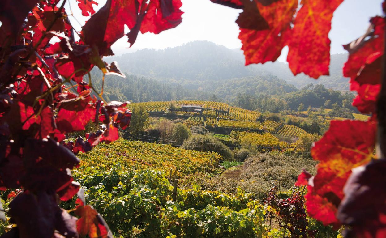 Vino D.O. Ribeiro, un lujo gallego para maridar con nuestra gastronomía
