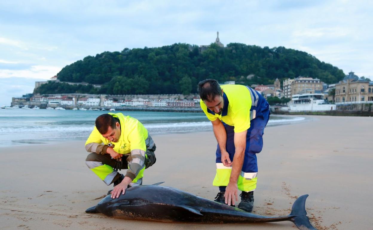 Operarios del Ayuntamiento de San Sebastián junto al delfín que ha quedado varado en La Concha. 