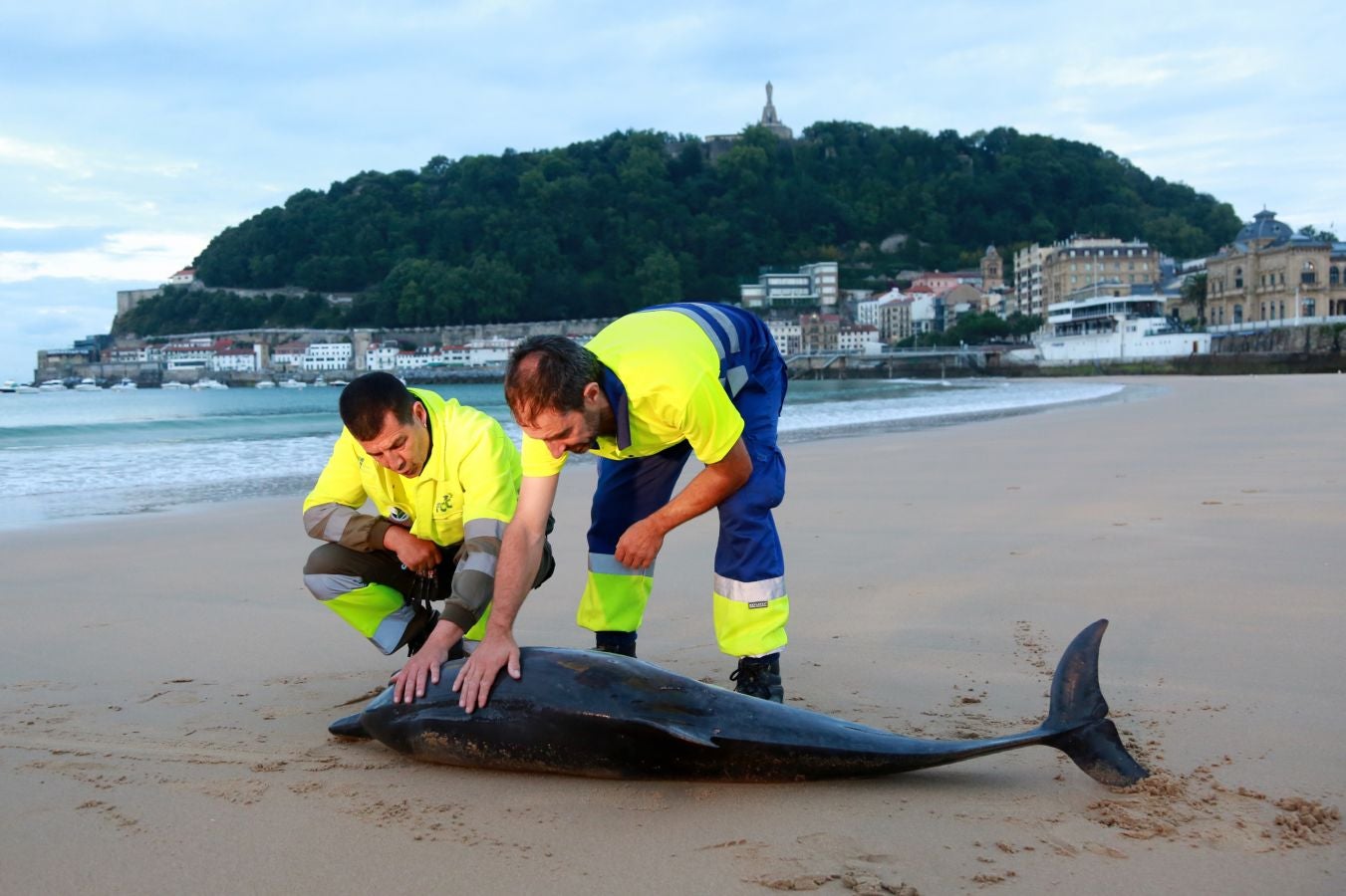 Varios jóvenes han intentado sin éxito devolver el ejemplar al mar