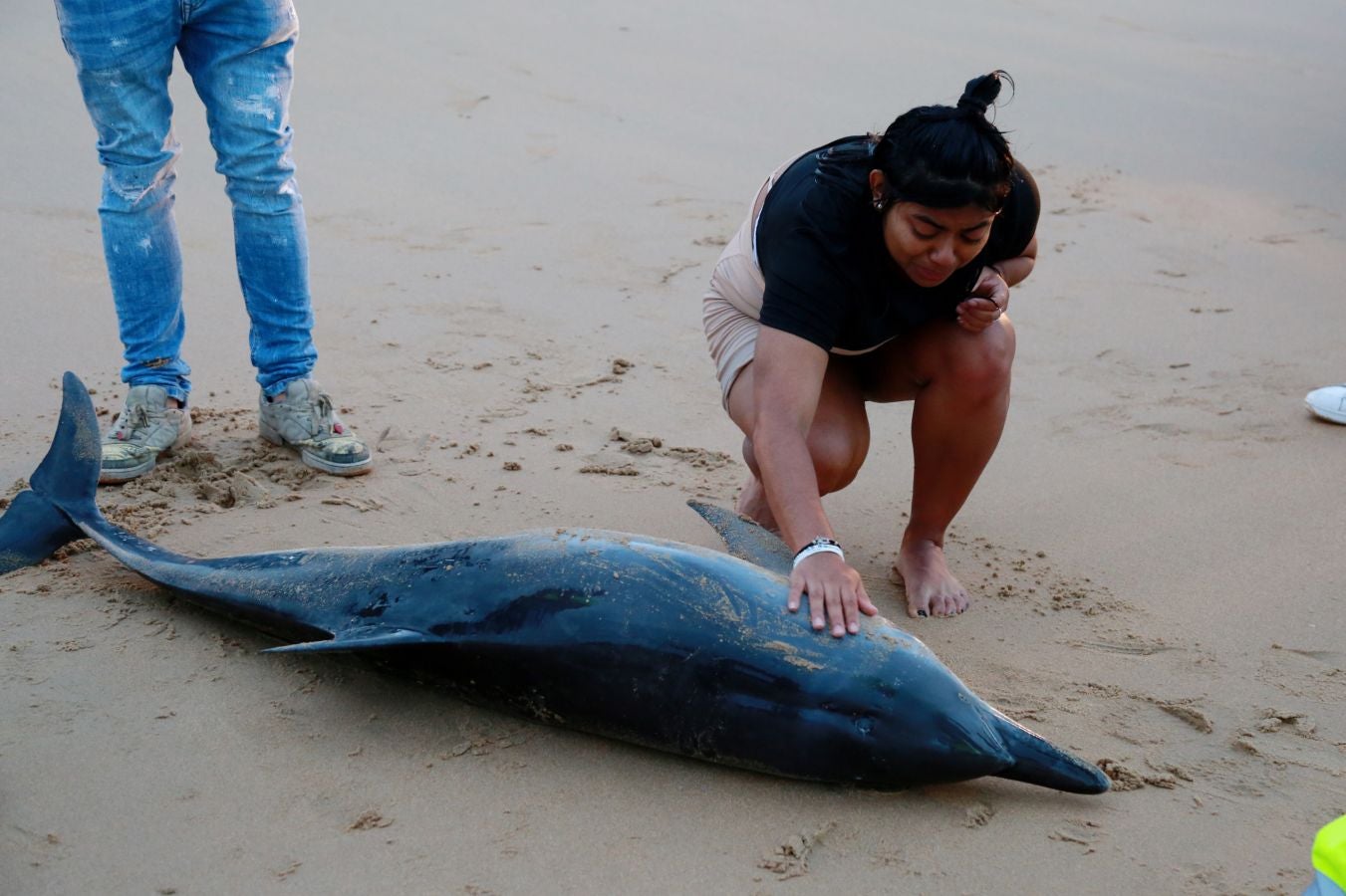 Varios jóvenes han intentado sin éxito devolver el ejemplar al mar