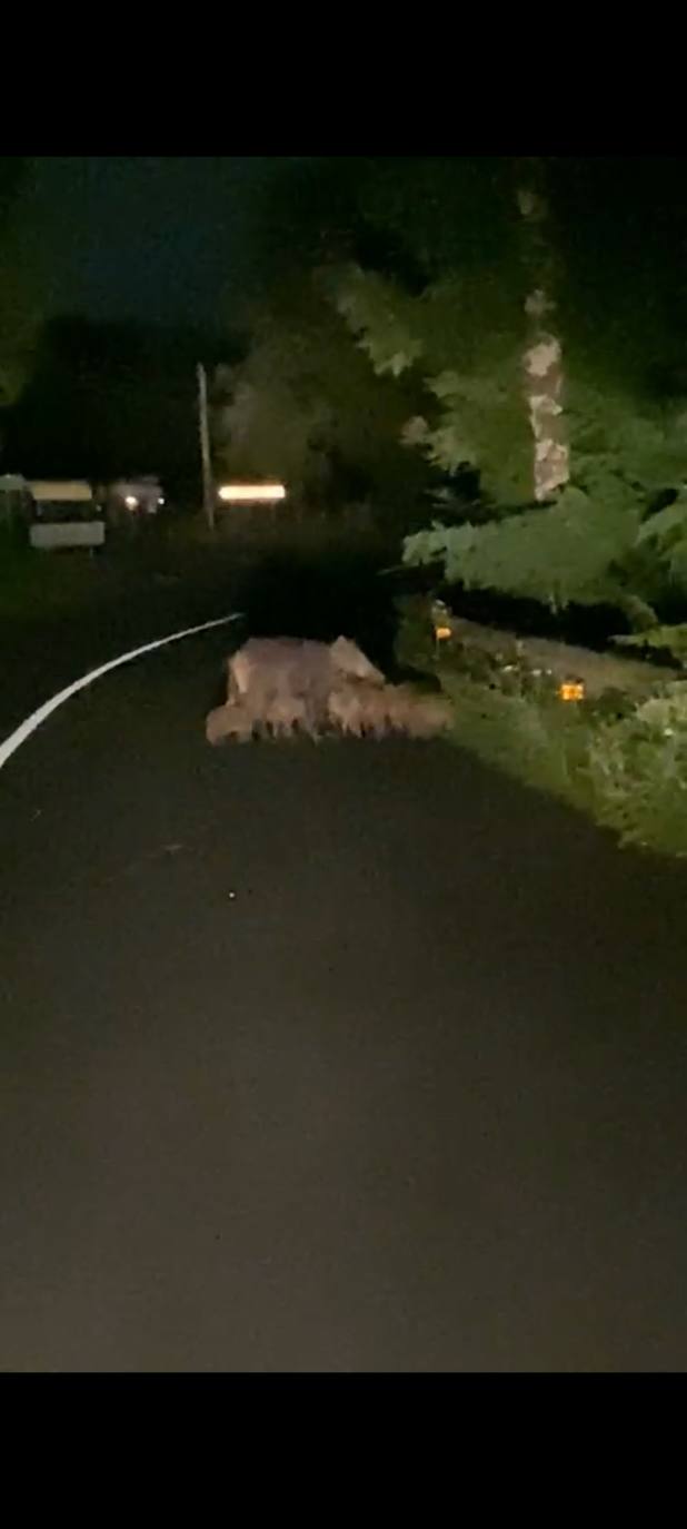 Imagen de los jabalíes la pasada madrugada en Aia.