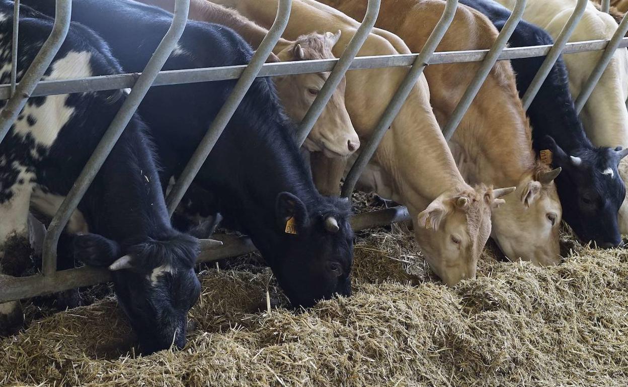 Se eleva de dos a seis millones el límite de las ayudas del Gobierno Vasco a empresas