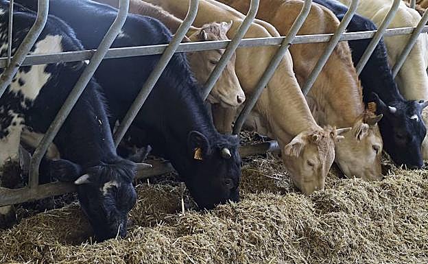 Se eleva de dos a seis millones el límite de las ayudas del Gobierno Vasco a empresas