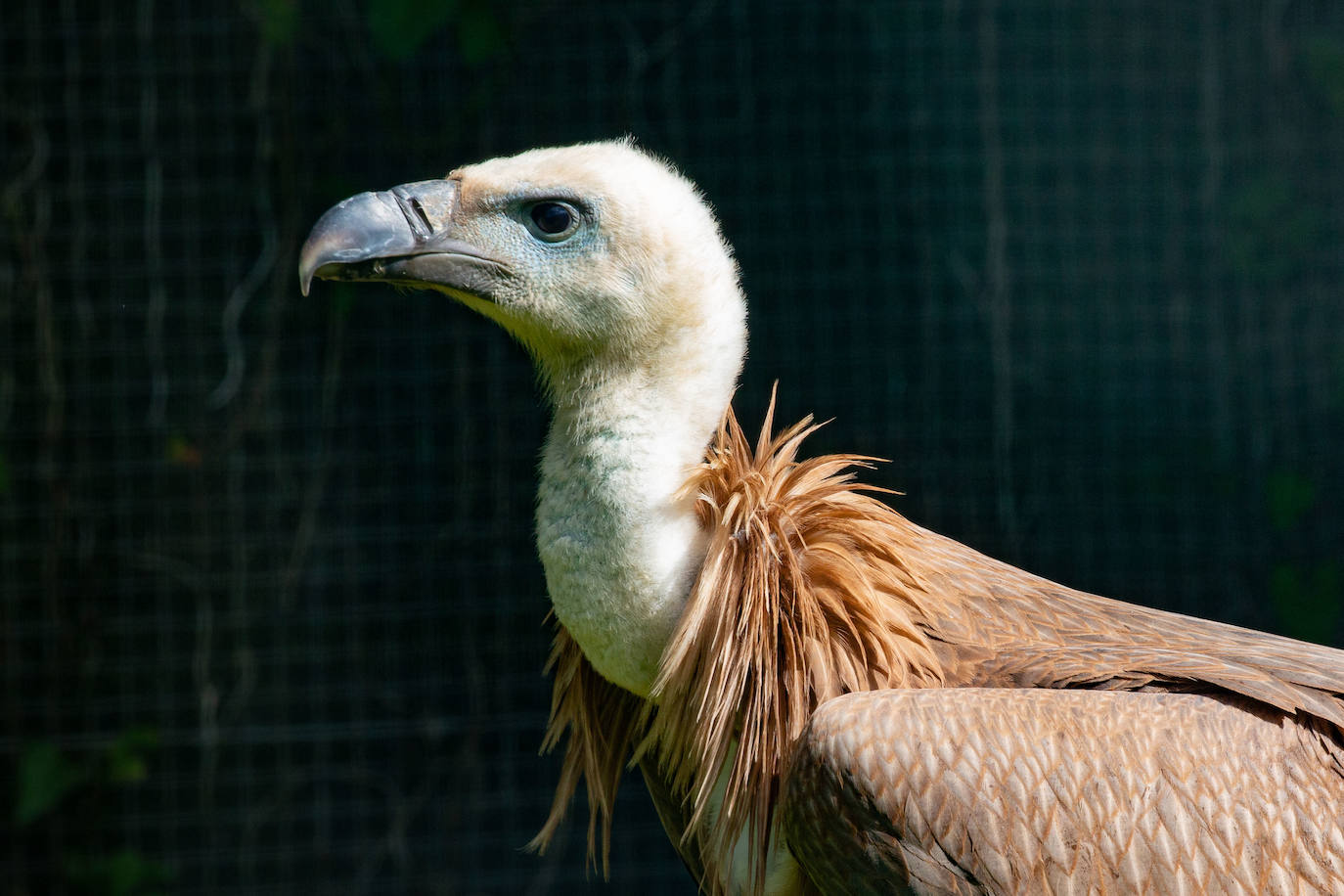 Fotos: Las aves del nuevo centro de recuperación Basabizi