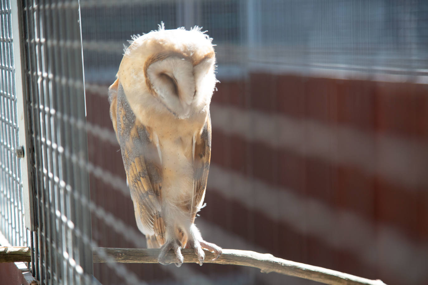 Fotos: Las aves del nuevo centro de recuperación Basabizi