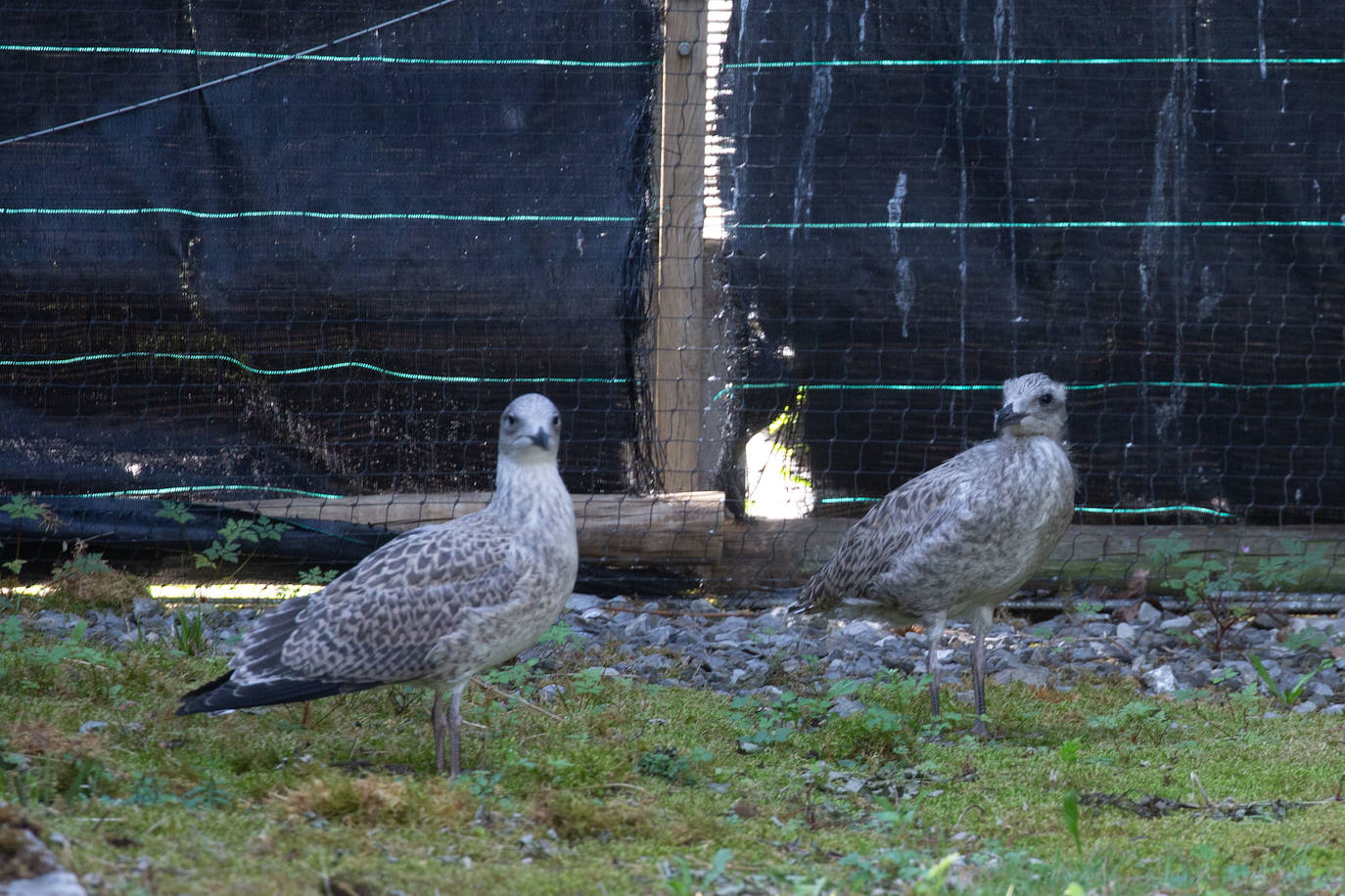 Fotos: Las aves del nuevo centro de recuperación Basabizi