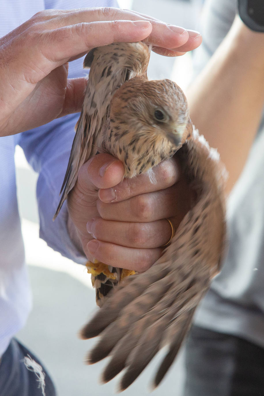 Fotos: Las aves del nuevo centro de recuperación Basabizi