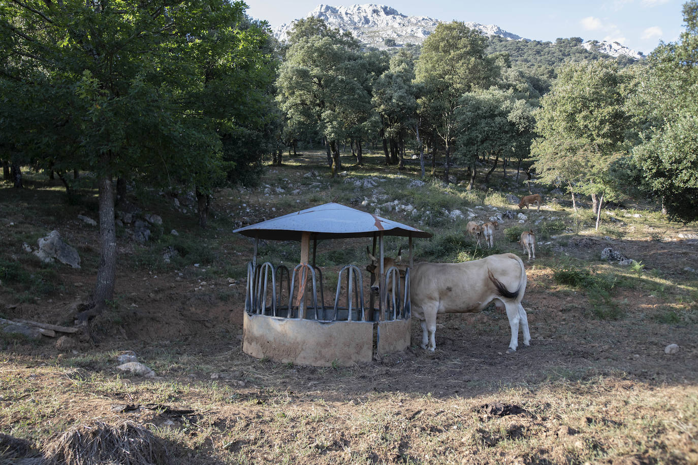 Fotos: Los pastores lanzan un SOS por su ganado