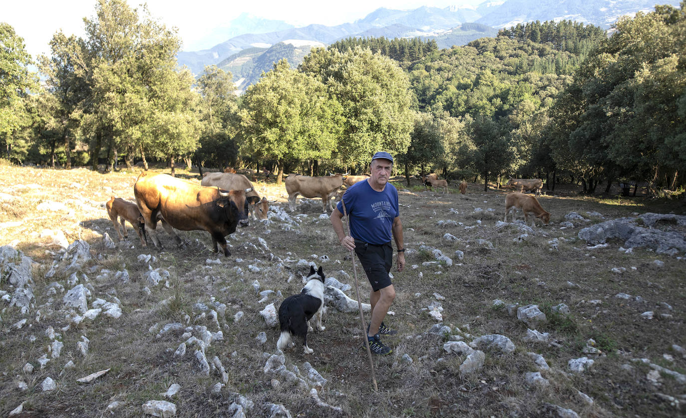 Fotos: Los pastores lanzan un SOS por su ganado
