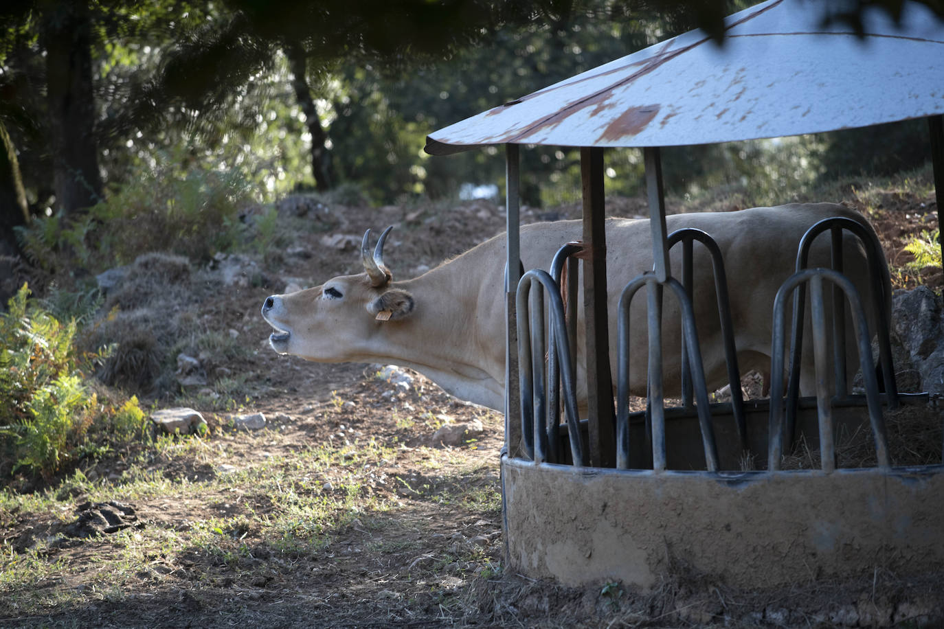 Fotos: Los pastores lanzan un SOS por su ganado
