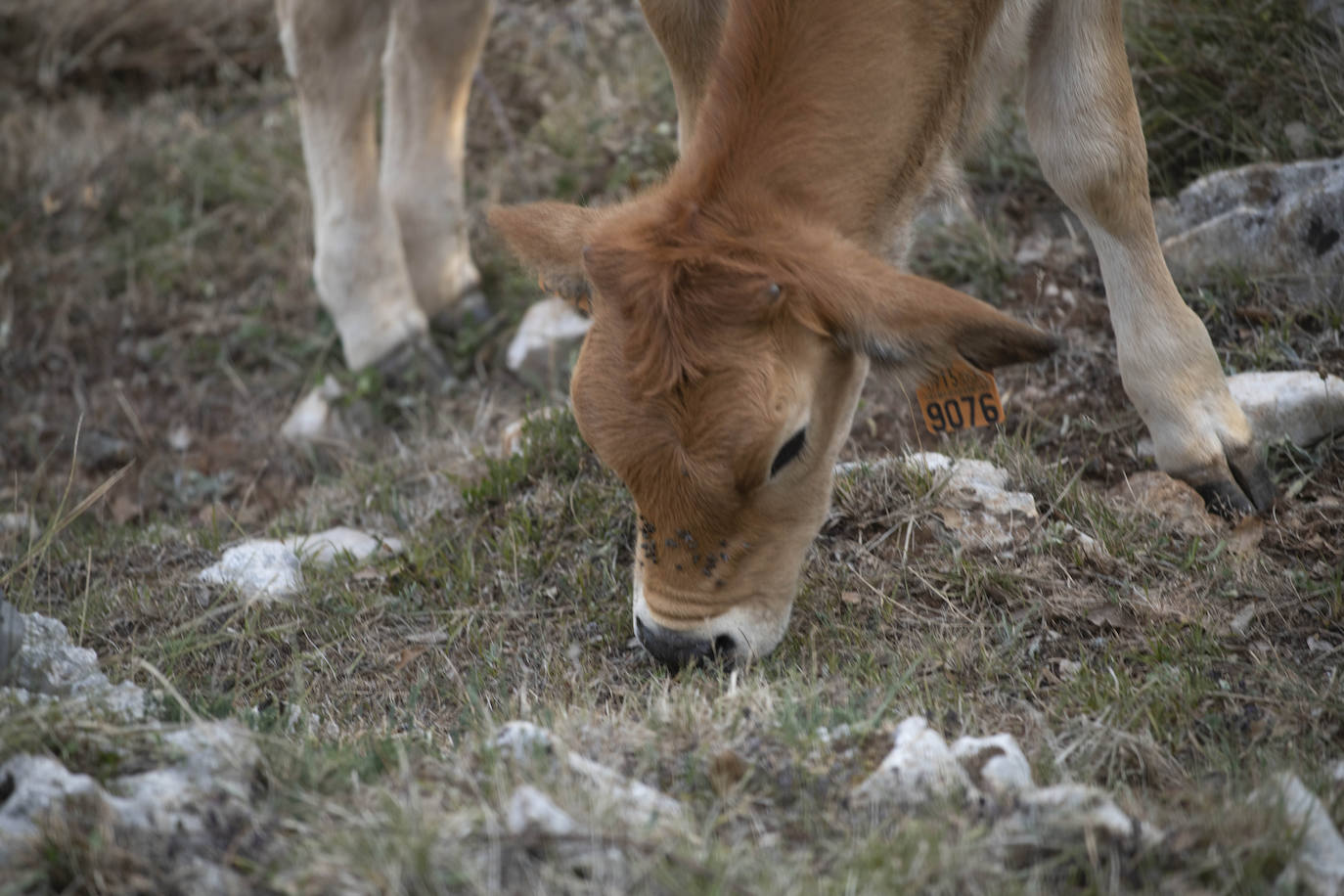 Fotos: Los pastores lanzan un SOS por su ganado