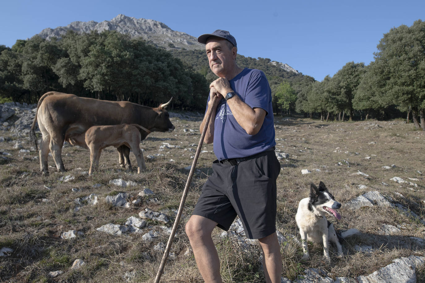 Fotos: Los pastores lanzan un SOS por su ganado