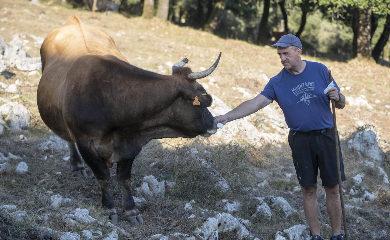 La mayor sequía en Urbia y Aralar desde 2003 obliga a los ganaderos a subir pienso y forraje .