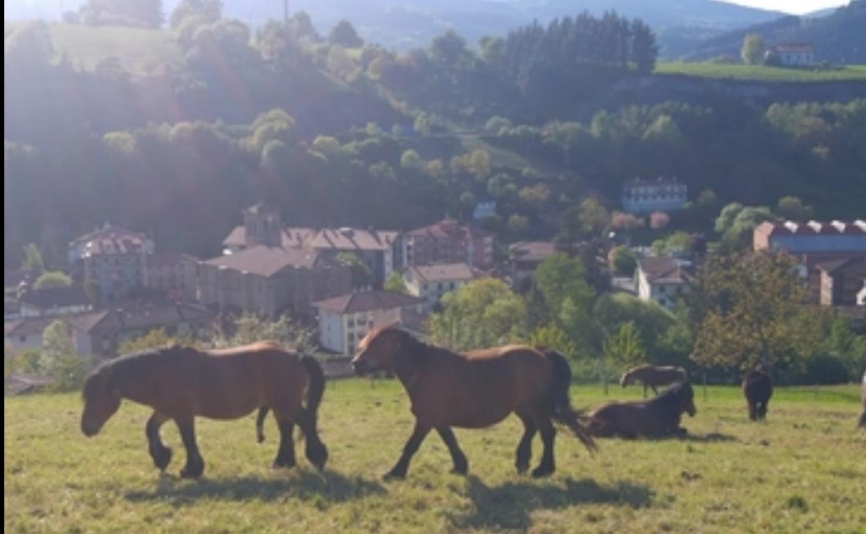 Terrenos de Idiazabal. 