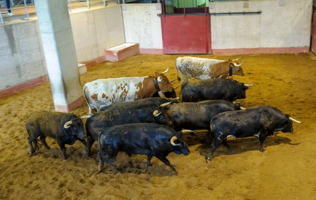 Fotos: Desencajonamiento de toros para la corrida en Illumbe