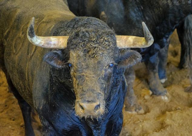 Fotos: Desencajonamiento de toros para la corrida en Illumbe