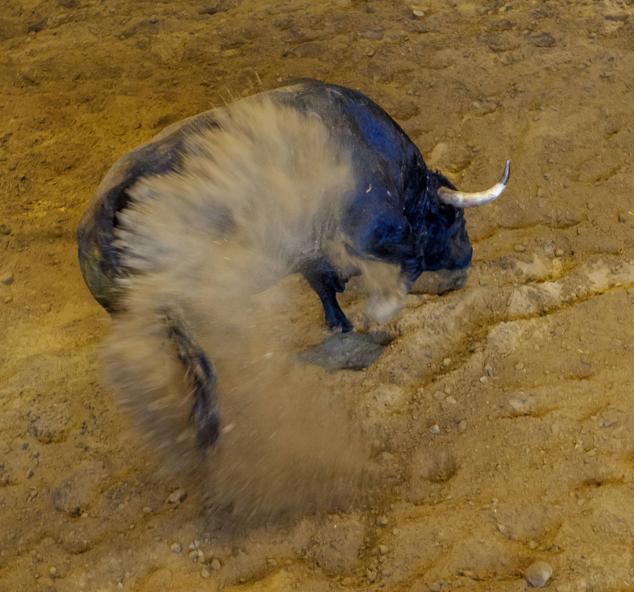 Fotos: Desencajonamiento de toros para la corrida en Illumbe