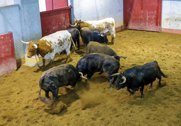 Fotos: Desencajonamiento de toros para la corrida en Illumbe