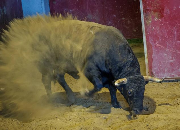 Fotos: Desencajonamiento de toros para la corrida en Illumbe