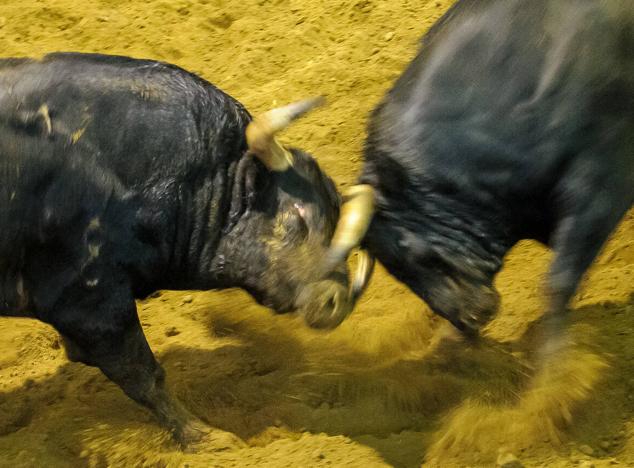 Fotos: Desencajonamiento de toros para la corrida en Illumbe