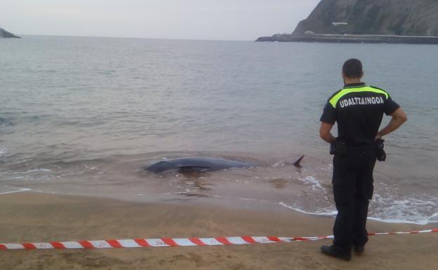 Un policía municipal de Zumaia, junto al delfín en la orilla de la playa de Santiago.