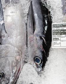 Imagen secundaria 2 - Pesca: La costera del bonito se alarga a septiembre