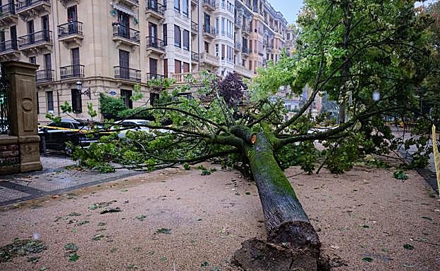 Imagen principal - Árbol caído en el paseo Árbol de Gernika, en Donostia. Dos mujeres observan un camino inundado en Irun. Un bombero limpia un comercio en Donostia.