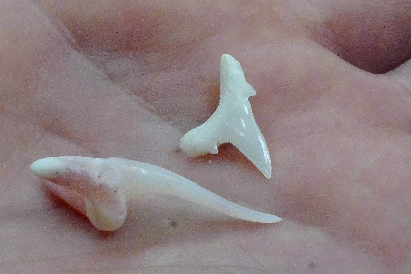 Fotos: Los secretos del Aquarium donostiarra