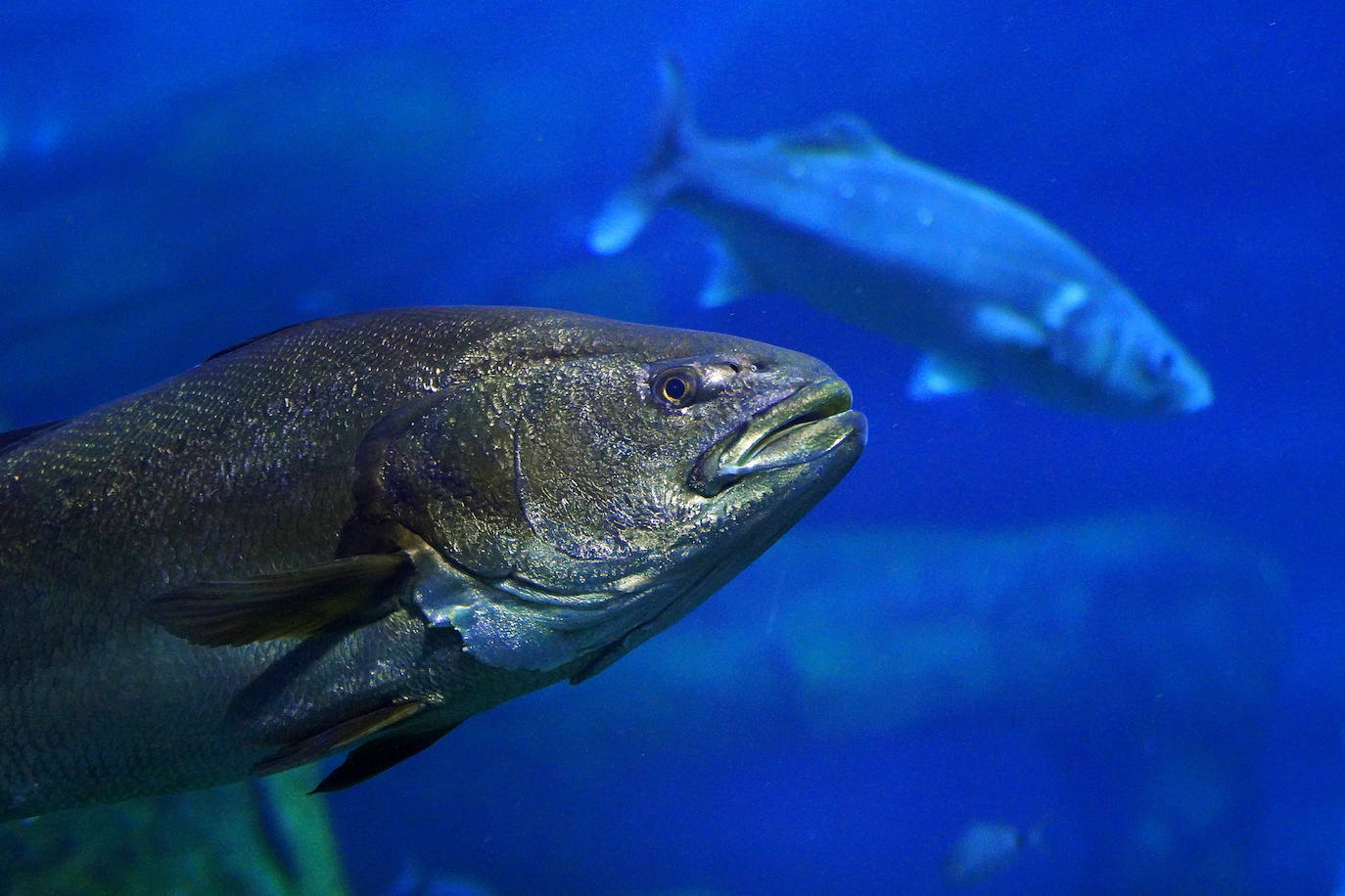 Fotos: Los secretos del Aquarium donostiarra