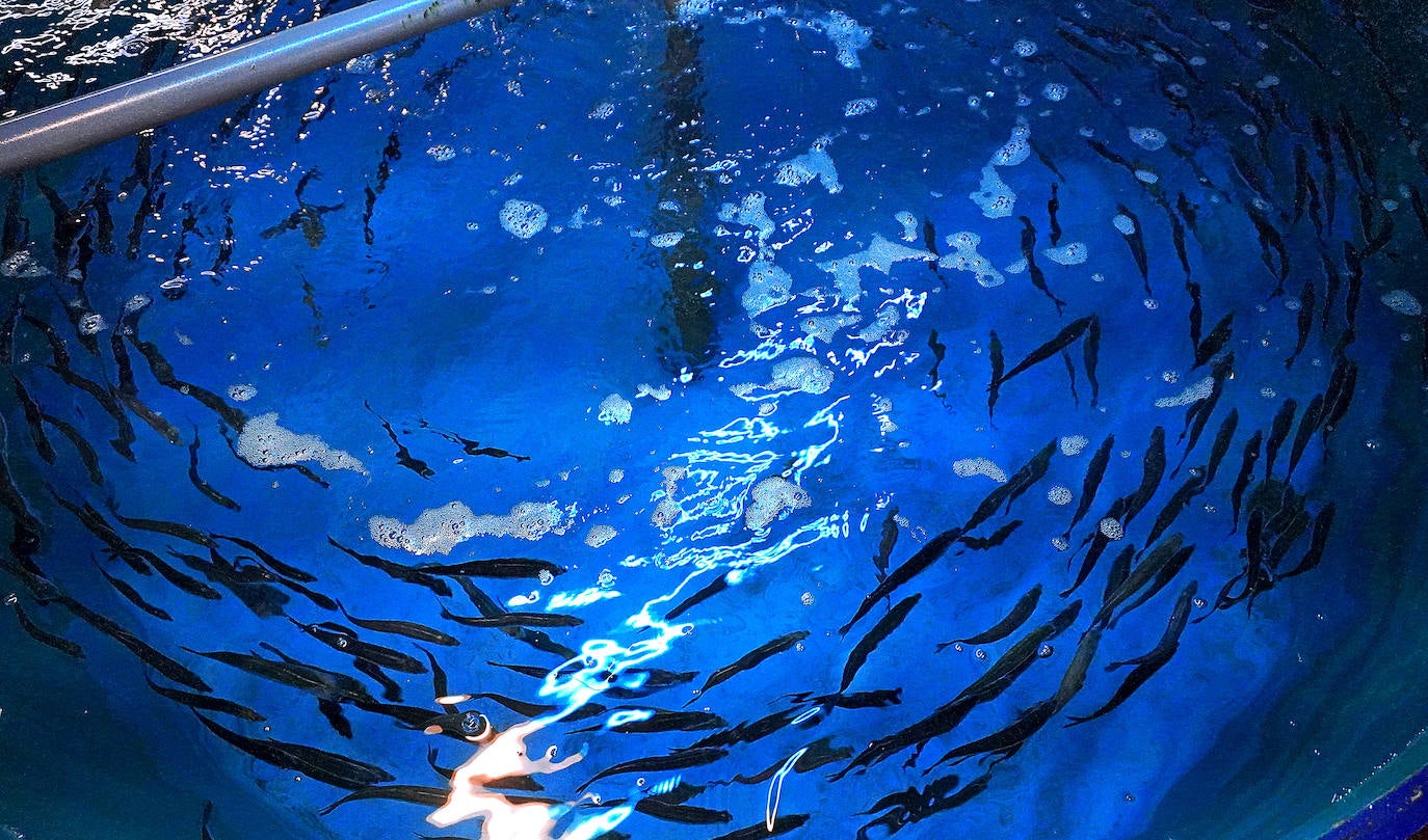 Fotos: Los secretos del Aquarium donostiarra