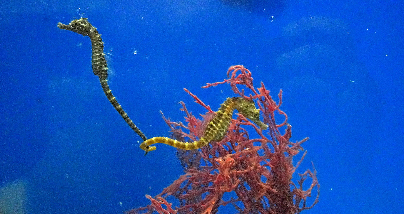 Fotos: Los secretos del Aquarium donostiarra