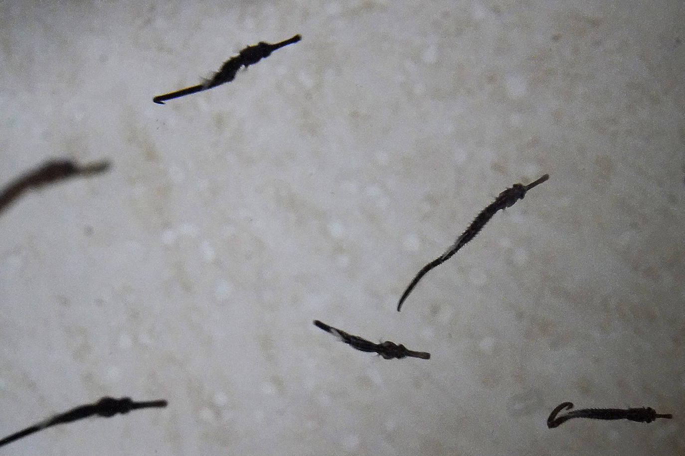 Fotos: Los secretos del Aquarium donostiarra