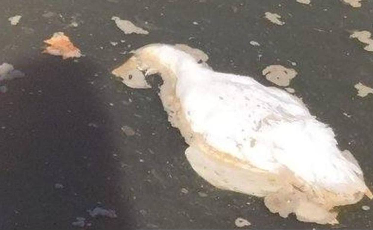 Imagen del vídeo en el que Eguzki alertaba sobre la muerte de varios patos. 