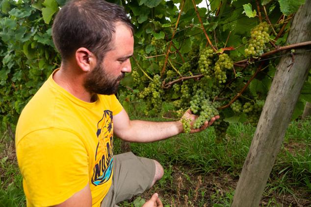 Fotos: Un txakoli de calidad y mayor graduación