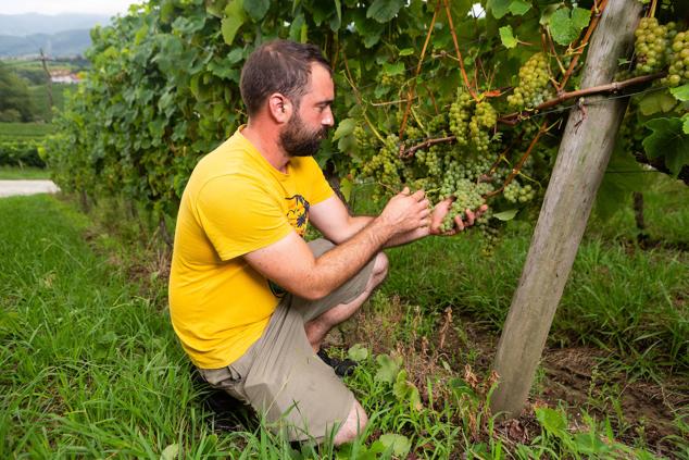 Fotos: Un txakoli de calidad y mayor graduación