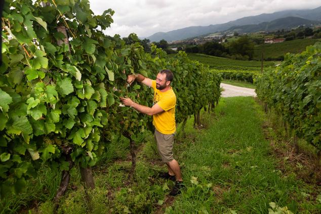 Fotos: Un txakoli de calidad y mayor graduación