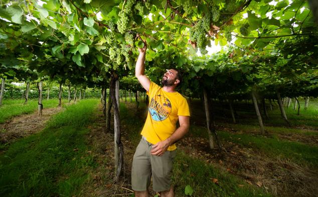 Fotos: Un txakoli de calidad y mayor graduación