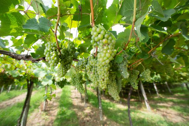 Fotos: Un txakoli de calidad y mayor graduación