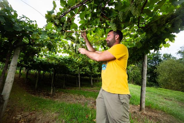 Fotos: Un txakoli de calidad y mayor graduación