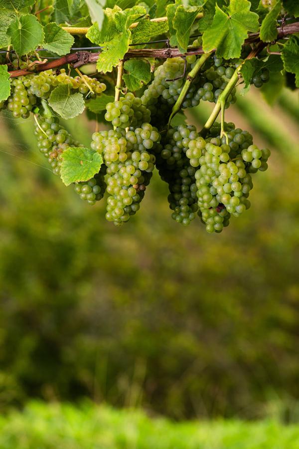 Fotos: Un txakoli de calidad y mayor graduación
