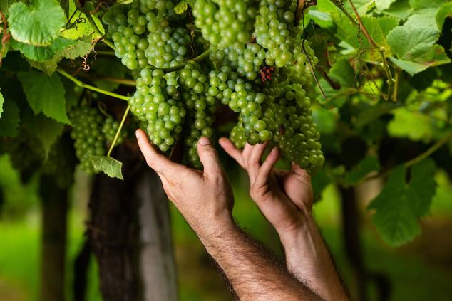 Fotos: Un txakoli de calidad y mayor graduación
