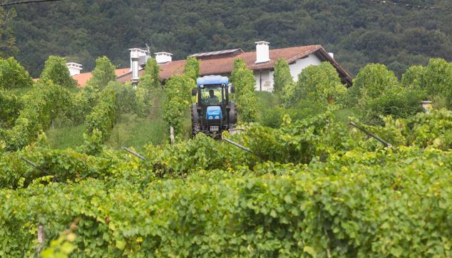 Fotos: Un txakoli de calidad y mayor graduación